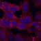 Transmembrane Protein 204 antibody, MAB6747, R&D Systems, Immunofluorescence image 