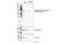 Activating Transcription Factor 2 antibody, 61584S, Cell Signaling Technology, Western Blot image 