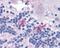 FMR1 Autosomal Homolog 2 antibody, 48-845, ProSci, Immunohistochemistry frozen image 