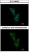 Engulfment And Cell Motility 1 antibody, GTX106301, GeneTex, Immunofluorescence image 