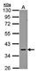 Platelet Activating Factor Receptor antibody, orb11225, Biorbyt, Western Blot image 