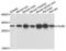 Calbindin 2 antibody, LS-B16356, Lifespan Biosciences, Western Blot image 