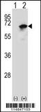 Asparaginyl-TRNA Synthetase antibody, MBS9203214, MyBioSource, Western Blot image 
