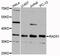 RAD51 Recombinase antibody, LS-C335651, Lifespan Biosciences, Western Blot image 