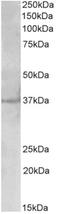 Polo Like Kinase 5 antibody, AP32728PU-N, Origene, Western Blot image 