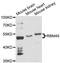 RNA-binding protein 45 antibody, LS-C748866, Lifespan Biosciences, Western Blot image 