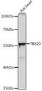 T-Box 20 antibody, 16-369, ProSci, Western Blot image 