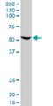 Fizzy And Cell Division Cycle 20 Related 1 antibody, H00051343-M09, Novus Biologicals, Western Blot image 