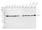 Y-Box Binding Protein 1 antibody, PA1758, Boster Biological Technology, Western Blot image 