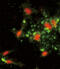 Actin Related Protein 2/3 Complex Subunit 1A antibody, abx032844, Abbexa, Flow Cytometry image 