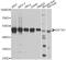 Eukaryotic Translation Elongation Factor 1 Alpha 1 antibody, STJ23475, St John