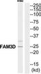 Family With Sequence Similarity 3 Member D antibody, TA316099, Origene, Western Blot image 