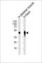 Creatine Kinase, Mitochondrial 2 antibody, 62-636, ProSci, Western Blot image 