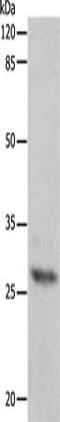 APAF1 Interacting Protein antibody, CSB-PA921015, Cusabio, Western Blot image 