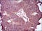 Thyroid Hormone Receptor Beta antibody, orb329952, Biorbyt, Immunohistochemistry paraffin image 