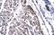 TATA-Box Binding Protein Associated Factor 15 antibody, PA5-40335, Invitrogen Antibodies, Immunohistochemistry frozen image 
