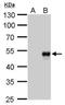 Bone Morphogenetic Protein 8b antibody, NBP2-43677, Novus Biologicals, Western Blot image 