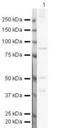 C-X-C Motif Chemokine Receptor 3 antibody, PA5-19828, Invitrogen Antibodies, Western Blot image 