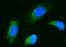Fc Fragment Of IgA Receptor antibody, A07546-1, Boster Biological Technology, Immunofluorescence image 