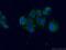 Charcot-Leyden Crystal Galectin antibody, 25225-1-AP, Proteintech Group, Immunofluorescence image 