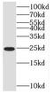 GTP-binding protein SAR1a antibody, FNab07601, FineTest, Western Blot image 