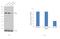 Mitotic Arrest Deficient 1 Like 1 antibody, PA5-28991, Invitrogen Antibodies, Western Blot image 