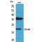 CD160 Molecule antibody, LS-C387051, Lifespan Biosciences, Western Blot image 