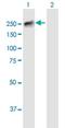 BCL6 Corepressor Like 1 antibody, H00063035-B01P-50ug, Novus Biologicals, Western Blot image 