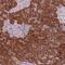 TLC Domain Containing 2 antibody, HPA046063, Atlas Antibodies, Immunohistochemistry frozen image 