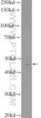 Aminoacylase-1 antibody, 11316-1-AP, Proteintech Group, Western Blot image 