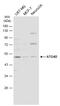 Autophagy Related 4D Cysteine Peptidase antibody, GTX133617, GeneTex, Western Blot image 