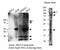 Neural EGFL Like 2 antibody, LS-C139551, Lifespan Biosciences, Western Blot image 