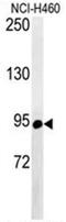 ATP Binding Cassette Subfamily F Member 1 antibody, AP50022PU-N, Origene, Western Blot image 