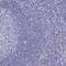 Solute Carrier Family 25 Member 51 antibody, PA5-63542, Invitrogen Antibodies, Immunohistochemistry frozen image 