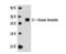 Arrestin 3 antibody, MA1-16962, Invitrogen Antibodies, Western Blot image 