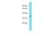 PARD6A antibody, PA5-69202, Invitrogen Antibodies, Western Blot image 