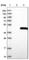 Leucine Rich Repeat Containing 28 antibody, HPA040784, Atlas Antibodies, Western Blot image 