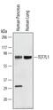 Transcription Factor 7 Like 1 antibody, PA5-47810, Invitrogen Antibodies, Western Blot image 