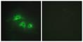 Adenylate Kinase 1 antibody, abx013355, Abbexa, Western Blot image 