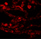 Coiled-Coil Domain Containing 69 antibody, 5691, ProSci, Immunofluorescence image 