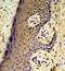 MAF BZIP Transcription Factor F antibody, GTX81696, GeneTex, Immunohistochemistry paraffin image 