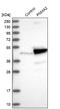PNMA Family Member 2 antibody, NBP1-82806, Novus Biologicals, Western Blot image 