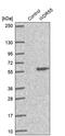 WD Repeat Domain 55 antibody, PA5-60374, Invitrogen Antibodies, Western Blot image 