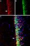 Adenylate Cyclase 3 antibody, PA5-77289, Invitrogen Antibodies, Immunohistochemistry paraffin image 