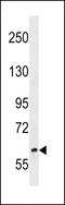 Ras Responsive Element Binding Protein 1 antibody, LS-C158900, Lifespan Biosciences, Western Blot image 