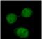 Integrator Complex Subunit 8 antibody, FNab04365, FineTest, Immunofluorescence image 