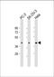ST3 Beta-Galactoside Alpha-2,3-Sialyltransferase 4 antibody, 61-252, ProSci, Western Blot image 