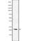 BCL2 Like 10 antibody, abx148205, Abbexa, Western Blot image 