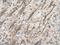 Zinc Finger Protein 74 antibody, A10234, Boster Biological Technology, Immunohistochemistry frozen image 