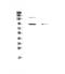 Phosphodiesterase 4D antibody, A01111-1, Boster Biological Technology, Western Blot image 